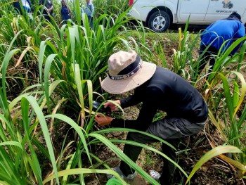 SRA to Conduct RSSI Prevention, Monitoring Training in Bacolod